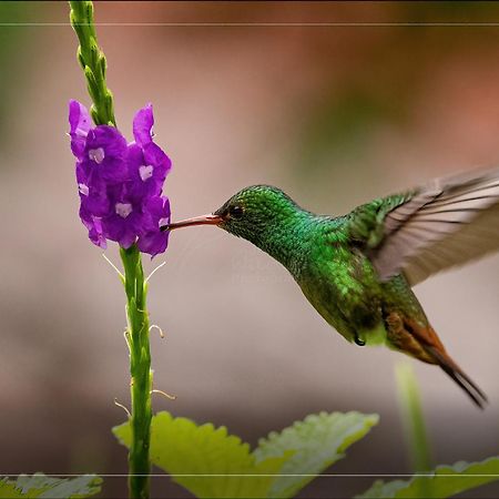 Hotel De Campo Caño Negro エクステリア 写真