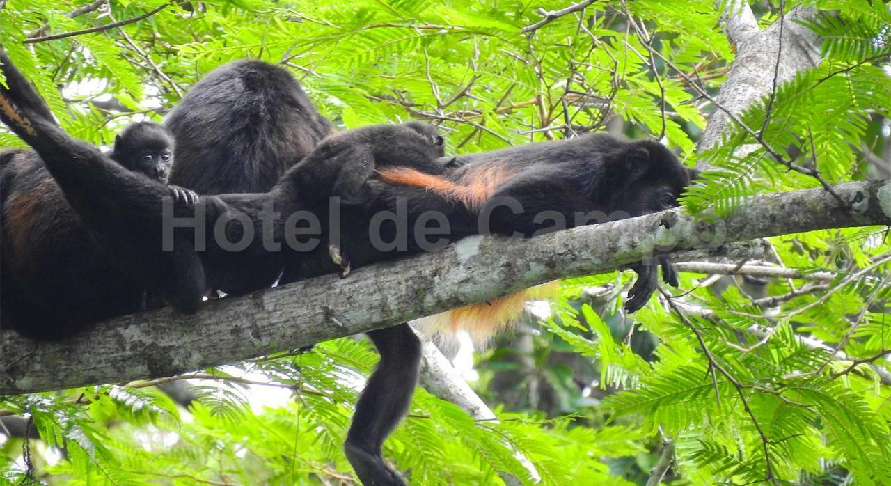 Hotel De Campo Caño Negro エクステリア 写真